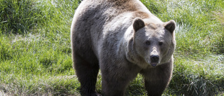 Sopgrävande björnar oroar i Hälsingland