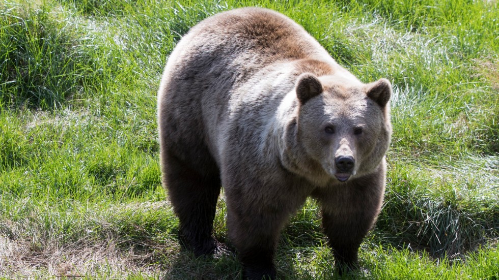 Boende i Hälsingland har ansökt om skyddsjakt på björn. Arkivbild.