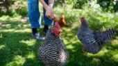 Fri utegång för höns – restriktionerna hävs för fåglar