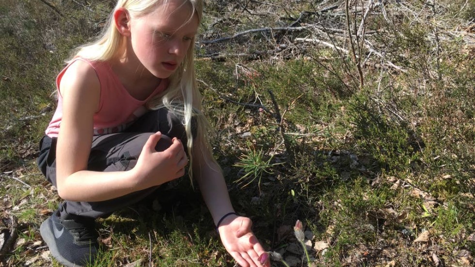 Hos markägaren Martin Sundström görs insatser för att rädda den hotade mosippan. Här visar hans dotter Klara Sundström Hilltorp upp en av plantorna.