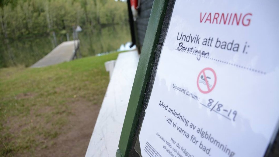 Även i sjön Borstingen är det forsatt algblomning och badgäster varnas och avråds från att bada i sjön.