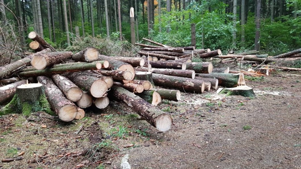 Angripna granar i Rydsskogen har plockats ned, men några högstubbar har skapats för att värna den biologiska mångfalden.