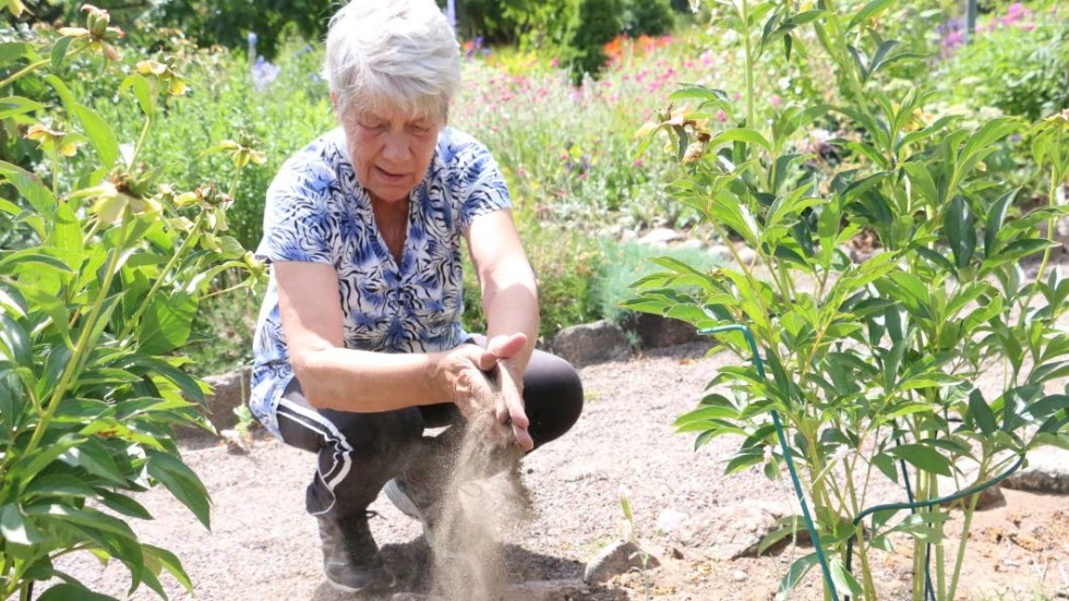 Det dammar rejält när Ann Persson tar upp lite jord för en av planteringarna i Kalvkätte Trädgård.