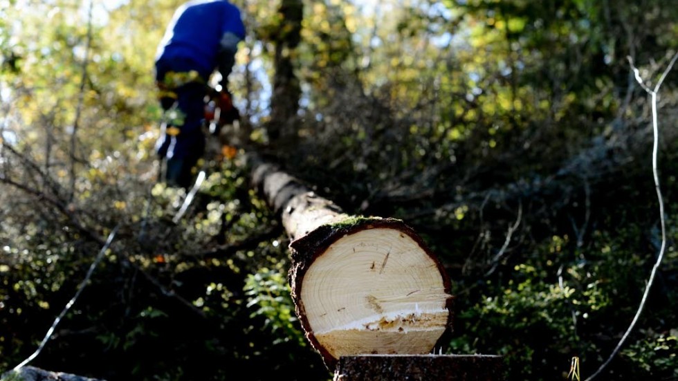 Skogsägare måste kunna koncentrera sig på skötseln utan oro för nyckfull myndighetsutövning, skriver debattören.