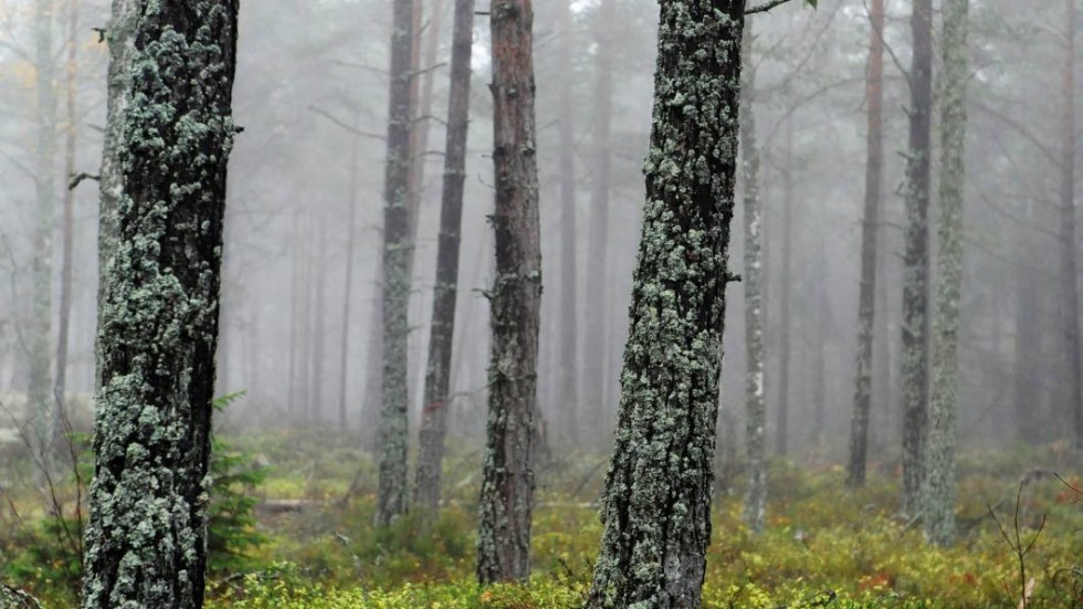 Tallskog i dimman vid Skanvik.