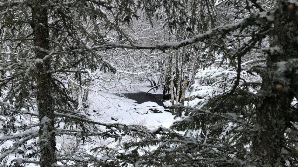 Ett favoritgömsle där Börje Gunnevik i vintras satt i timmar i många minusgrader för att vänta in en eventuell utter.