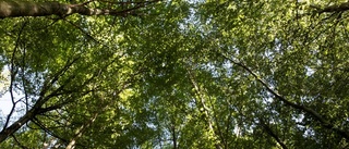 Kräv hållbarhet i skogen