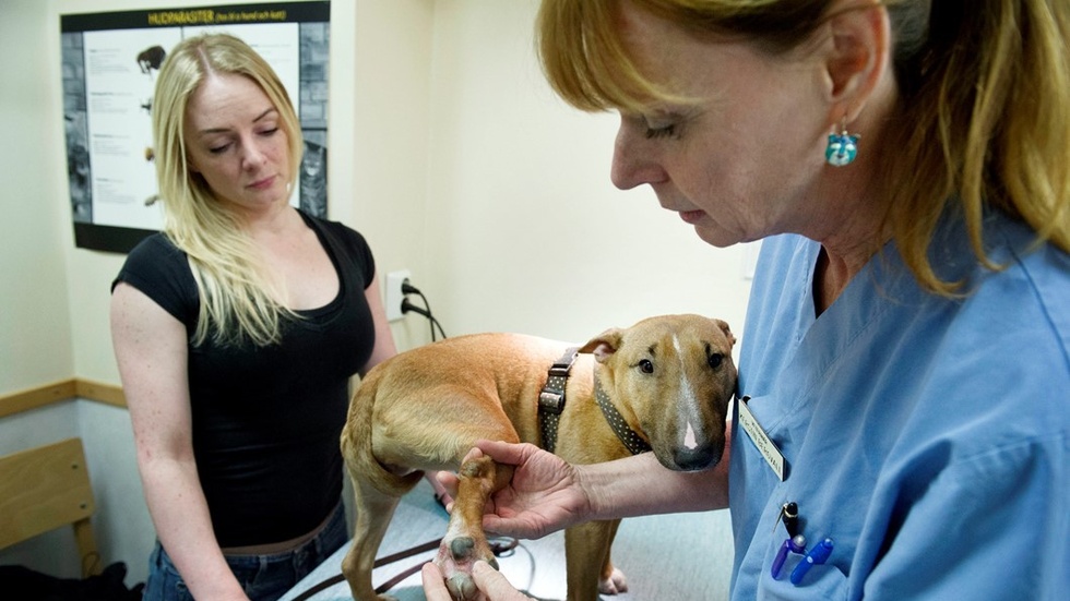 Hunden Greta har pollenallergi och matte Tina Malmberg har tagit med henne till veterinär Kerstin Bergvall för att få hjälp. Foto: TT Bild