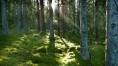 Sörmlands skogar måste klimatanpassas
