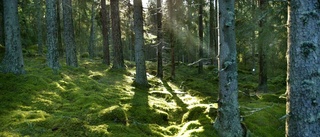 Sörmlands skogar måste klimatanpassas