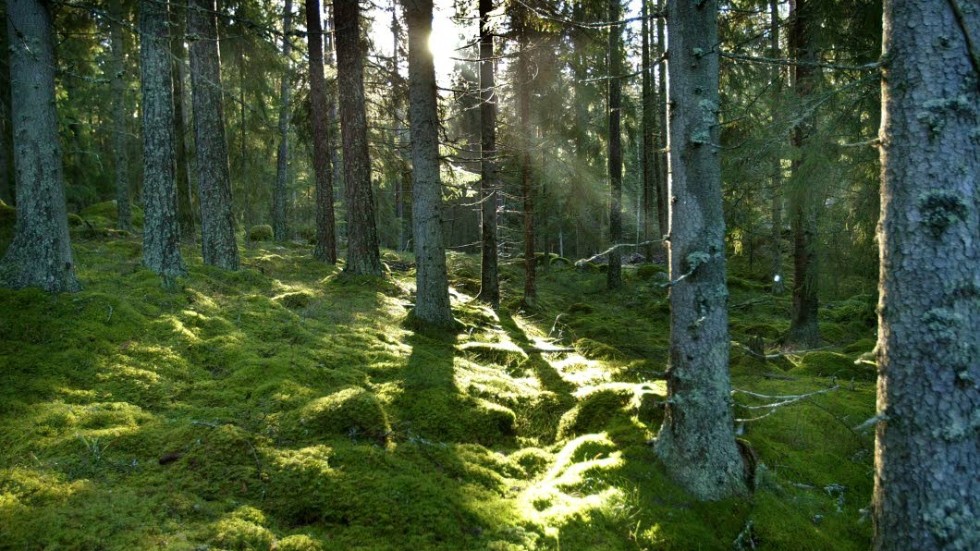 När ny skog planteras bör skogsägare välja trädslag utifrån de ökade riskerna för stormfällning och trädslagsspecifika skadegörare som följer med ett förändrat klimat, skriver Sören Petersson, Holmen Skog.