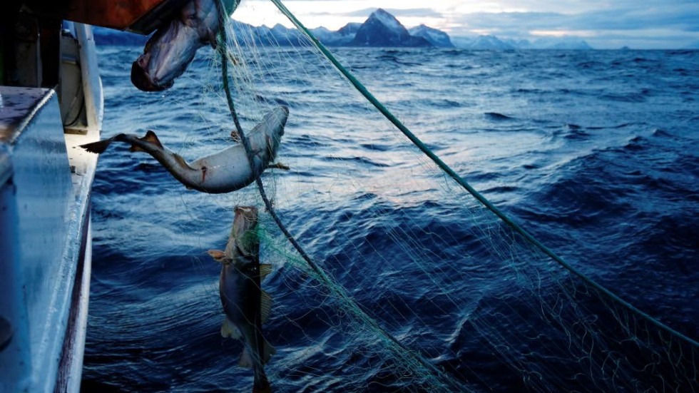 En tredjedel av världens fiskbestånd är överfiskade. Men det går att vända trenden, skriver debattörerna.