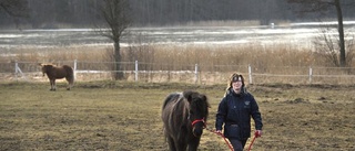 Hästarna hjälper till att ta fram det friska