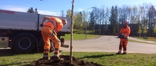 En björkparad längs Orrögatan