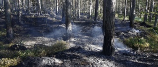 Norrbottens skogar behöver brinna i sommar