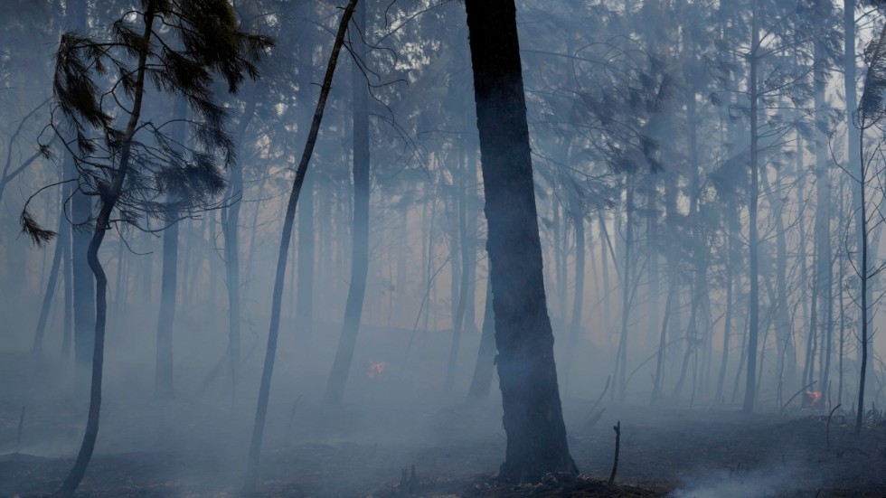 Det pyr ur marken i en brandhärjad skog utanför byn Rebolo i centrala Portugal. Bilden togs i torsdags.