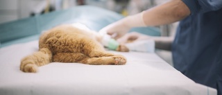Djur kan nekas vård på grund av veterinärbrist