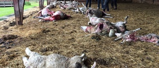 26 får dödade av varg utanför Gnesta