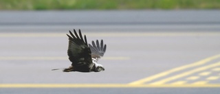 Örnen flög norrut efter olyckan