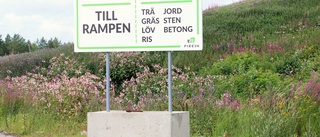 Förbjuden växt breder ut sig på Bredviksberget: "Vi har jobbat flitigt med att rensa bort den från anläggningen"