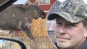 Haltande älg skapar uppståndelse i Malmköping