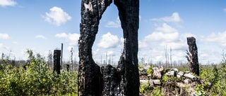 Gotlands skogar behöver brinna