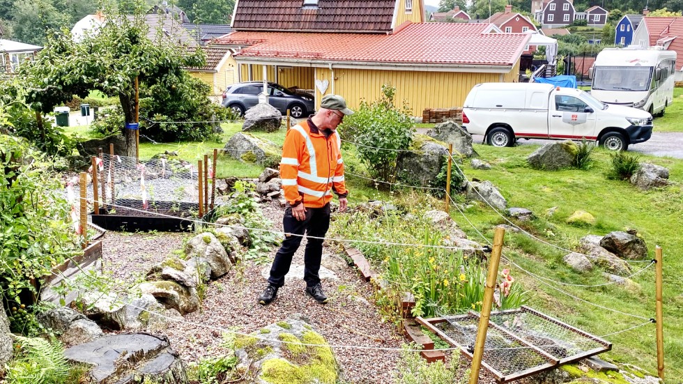 Kommunjägaren Christer Rosenqvist inspekterar en villaträdgård på Norrmalm som har stora bekymmer med orädda dovhjortar som äter det mesta som odlas.