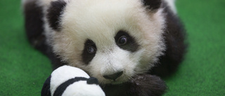 Pandasyskonen återvänder hem till Kina