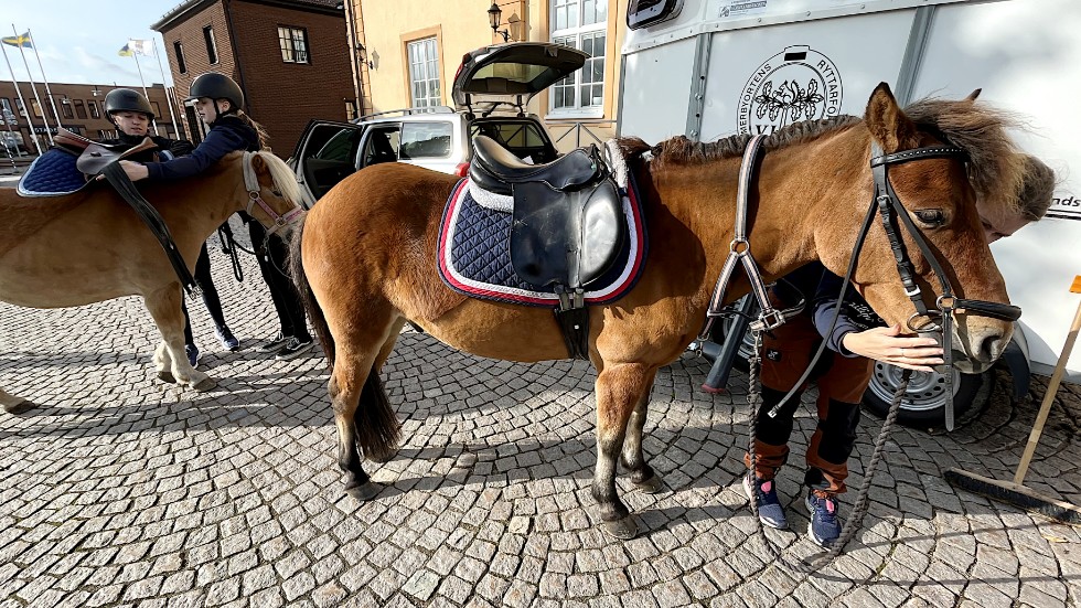 Ponnyerna Skrutt och Sune är trotjänare i Vimmerby ryttarförenings verksamhet.