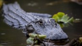 Alligator hade död kvinna i gapet