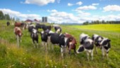 Stort tryck på att kommuner köper lokalproducerat
