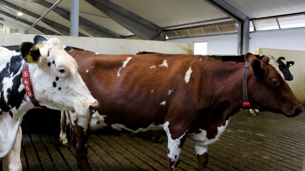 Investeringen innebär att gårdens drygt 150 kor mjölkas i robot istället för mjölkgrop som fanns tidigare. Genom halsbanden känner roboten igen vilken ko som är vilken. 