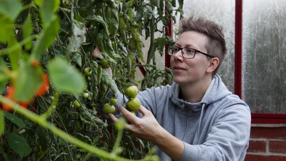 Sara Schörling kollar tomaterna som fortfarande mognar i växthuset. Hon har en bred bakgrund med ena foten i lantbruk, andra inom produktutveckling i industrin. 