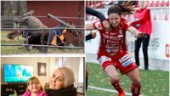 Quiz: Minns du nyheterna från Pite älvdal vecka 42?