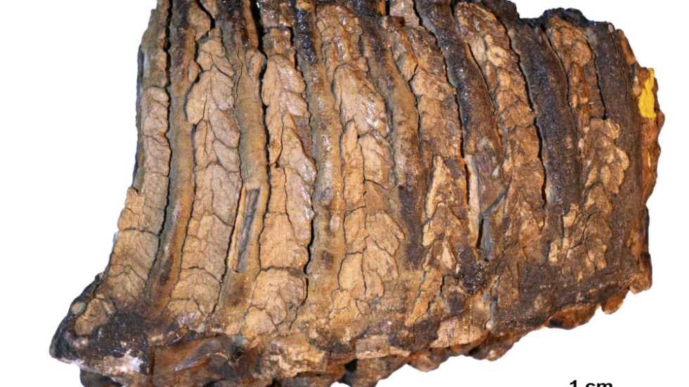 Mammuttanden låg begravd i sibirisk permafrost i 1,2 miljoner år innan en rysk paleontolog hittade den på 1970-talet. Först 40 år senare fanns tekniken för att ta fram dna ur tanden.