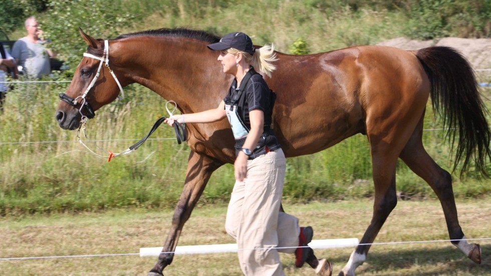 En del uppgiften för en hästskötare inom distansritt är att visa upp hästen under veterinärkontroller på tävlingar. 