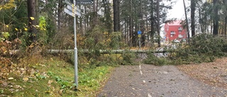 Två träd föll över cykelleden på mindre än tre veckor