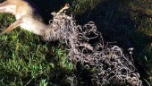 Två dovhjortar i bråk – fastnade i 25 kilo stängsel