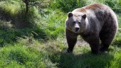 Västerbotten: Björnar skjutna 