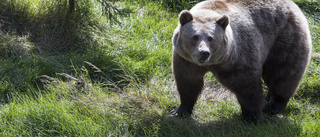 Åtta björnar redan fällda – tolv kvarstår