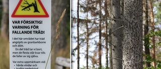 Granbarkborreutbrott i naturreservat: "Finns risk att träd faller"