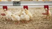 Kycklingfarm vill utöka sin produktion i Bie