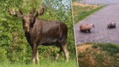 Närgångna vilddjur intar trädgårdarna i Vallby: "Maffigt"