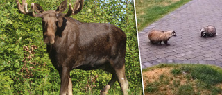 Närgångna vilddjur intar trädgårdarna i Vallby: "Maffigt"