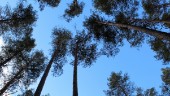 Skogarnas sus berättar om hållbar utveckling