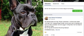 UNT TV: Söker efter bortsprungen hund