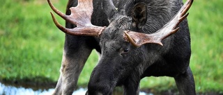 Personbil i krock med älg