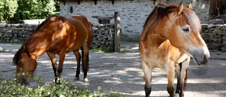 Norrbottniskt hö hjälper Gotlands hästar