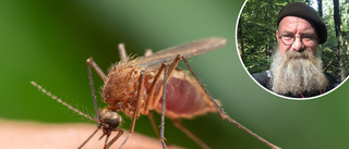 Myggfrågorna på allas läppar – här är svaren