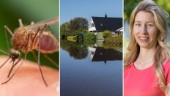 Mygginvasion och översvämning – två extremer som kan bli vardag
